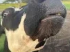 Ubój rytualny zwierząt w polskich rzeźniach