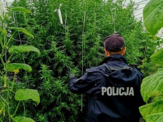 BĘDZIE KONIEC KAR ZA MARIHUANĘ? Posłanka z Kalisza zapowiada przełomowy projekt