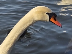 Głusk: spór o ratowanie łabędzia. Dwie wersje jednego zdarzenia