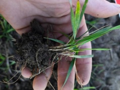 Regulator nie może opóźniać zabiegu T1