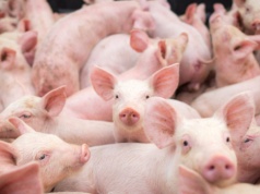 Rekordowe przychody grupy Gobarto. I to pomimo wysokich kosztów i niskich cen żywca wieprzowego