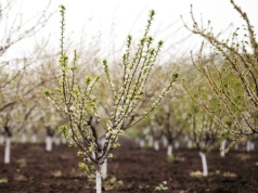 Pęknięta kora po zimie? Prosty trik uratuje twoje drzewa owocowe
