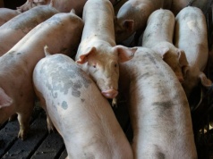 Chiny w pułapce nadprodukcji świń. To wina ferm-wieżowców?