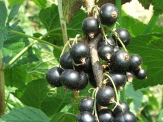 Ten domowy trik działa cuda. Porzeczki aż uginają się od owoców