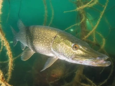 Padał rekord za rekordem. Wędkarze mieli dużo szczęścia, tyle mierzyła najdłuższa ryba