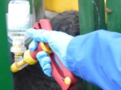 Niebieski język znów uderzy w stadach bydła. Dlaczego warto szczepić?