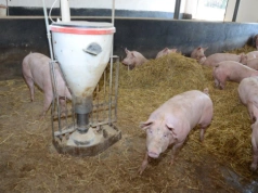 Ceny świń w dół. Sprawdź, ile zakłady płacą za tuczniki