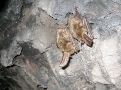 Nietoperze wpuściły turystów do jaskiń