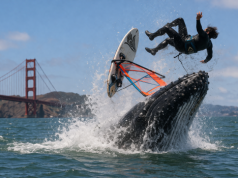 Sekundy grozy na wodzie. Nikt nie spodziewał się takiego spotkania