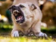 Pies rzucił się na przechodnia. Właściciel czworonoga uciekł