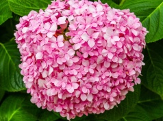 Wcale nie fusy. Sypię coś innego pod hortensje i kwiaty robią się intensywniejsze. Koszt? 0 zł