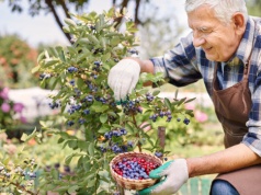 Pół szklanki na cztery litry i podlewam borówkę amerykańską. Efekt? Kosze owoców
