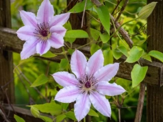 Te krzewy kwitną miesiącami. Wybieram je od lat i wiem, czego naprawdę potrzebują