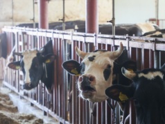 Rolnicy nie będą odpowiadać za odór i hałas. Kontrowersyjny projekt rządu