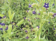 Kwitnąca Karyntia. Kraina nieskoszonej trawy