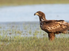 Bieliki doczekały się potomstwa – wzruszające nagranie z gniazda w Piotrkowie