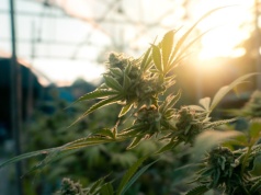 Kombinat Konopny na giełdzie. Rekordowy pierwszy dzień z TKO. Ale na prawdziwy debiut muszą poczekać