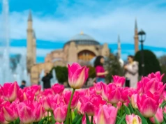 Tutaj zobaczysz teraz morze tulipanów. Wcale nie chodzi o Holandię