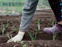 Kiedy sadzić cebulę do gruntu? Sprawdź terminy dla rozsady