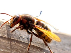 Szerszenie nienawidzą tego zapachu. Daj to na parapet, a nie wlecą do domu
