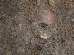 Czerwone kości żołnierzy z I wojny. Naukowcy poznali powód