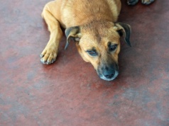 Co z psem po rozstaniu właścicieli? Brazylia przyjęła specjalne przepisy