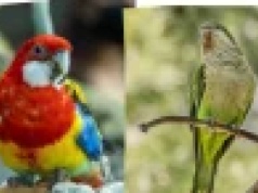 Papugi w Polsce to już fakt. Pełną inwazję powstrzymuje tylko jedno