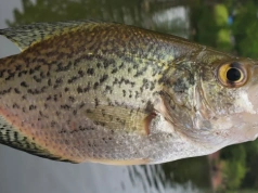 Wędkarze ustanowili nowy rekord. Był nie do pobicia przez 16 lat