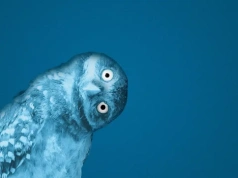 Wall Street ewakuuje się z funduszu Blue Owl. Akcje nurkują, wkroczy Departament Skarbu?