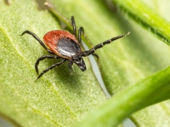 Wytniesz „podejrzane” rośliny i… kleszczy będzie więcej