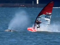 Zderzenie na wodzie, którego nikt się nie spodziewał. Windsurfer kontra wieloryb