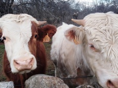 8 byków skradzione z gospodarstwa. Złodzieje przyszli nocą