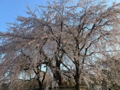 „Mała Japonia” w Polsce. Tutaj zobaczysz piękne kwitnące wiśnie