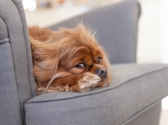 Biegunka u psa – błąd dietetyczny, stres czy inwazja pasożytów?