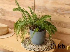 Przyniosłem roślinę do domu i po kilku dniach pojawiły się ukąszenia