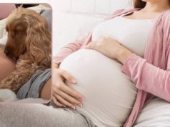 Tak psy reagują na ludzką ciążę. Wzruszające nagranie hitem TikToka