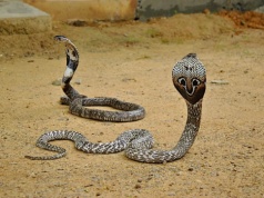 Indie. Rosnące temperatury wypchną jadowite węże z interioru ku gęsto zaludnionym wybrzeżom