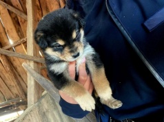 Sadysta znęcał się nam zwierzętami. To zwyrodnialec