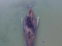 Dlaczego przestali ratować humbaka na Bałtyku? Powód jest w jego pysku