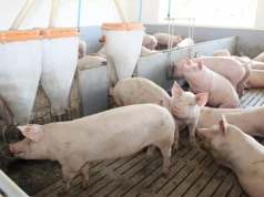 Więcej paszy to nie większy zysk. Ten błąd kosztuje rolników najwięcej