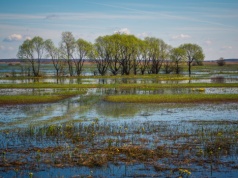 Prosta recepta na zmiany klimatu – i obronę wschodniej granicy Polski