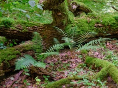 Można je zbierać tylko 30 dni w roku. Jednak w 2026 znów obowiązuje zakaz