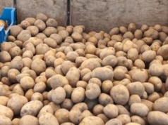 Załamanie na rynku ziemniaka. "Magazyny są zapchane"