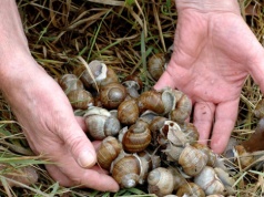 Ta decyzja uderza w portfele zbieraczy. Nie będzie można dorobić