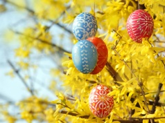 Naturalny rutinoscorbin. Polacy dekorują stoły i koszyczki, a można ją zajadać