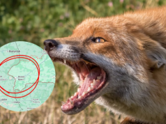 Wścieklizna przy granicy z Polską. Sytuacja wymyka się spod kontroli