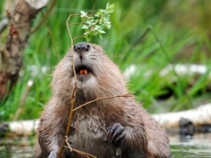 Fala protestów pomogła. Wniosek cofnięty, bobry nie będą krzywdzone