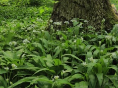 Zbiory czosnku zakończone akcją policji. Za pechową pomyłkę sporo zapłacą