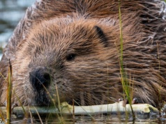 „Bobry mogą pracować dalej, a ich obrońcy – spać spokojnie”. Wody Polskie wycofują wniosek