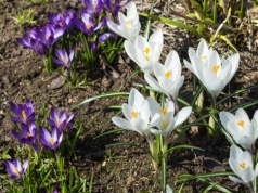 Świąteczna pogoda dla Łódzkiego. Będzie ciepło, ale deszczowo